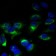 HSL Primary Antibody MP20437 [M4B7B2]