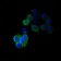HSL Primary Antibody MP20437 [M4B7B2]