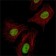 Pirh2 Primary Antibody MP30005 [M1H10]