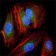 MAP2K2 Primary Antibody MP30009 [M7F5]