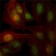 ZBTB7B Primary Antibody MP30011 [M7C12]