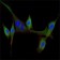 EGF Primary Antibody MP30015 [M4E11]