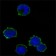 CD247 Primary Antibody MP30017 [M4B10]