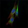 ETS1 Primary Antibody MP30018  [M8A8]