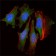 CLOCK Primary Antibody MP30034  [M8F7]