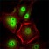 CDC2 Primary Antibody MP30040 [M8C5A7F10]