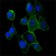 CDH2 Primary Antibody MP30042 [M5D5]