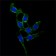 FAK (phospho Y397) Primary Antibody MXEP2160Y