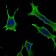 Rab10 Primary Antibody MP30079 [M4E2]