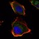 HAS1 Primary Antibody MP30080 [M3E10]