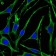 PTH1R Primary Antibody MP30085 [M4D2]