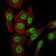 KDM4A Primary Antibody MP30087 [M5H1]