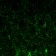 GFAP Primary Antibody MP30108 [M6A6]