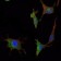 SMAD5 Primary Antibody MP30150  [M3H9]