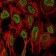 PSIP1 Primary Antibody MP30152 [M6E4]