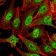 CARM1 Primary Antibody MP30153 [M3H2]