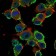 CEA Primary Antibody MP30156 [M3G12]