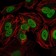 PRKDC Primary Antibody MP30170 [M3H6]
