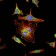 HIF1A Primary Antibody MP30195 [M1A3]