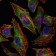 HSP27 Primary Antibody MP30213 [M5D7]