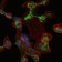 ApoB Primary Antibody MP30214 [M6G6]