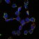 CD105 Primary Antibody MP30221 [M3A9]