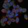 SMN1 Primary Antibody MP30222 [M5H1]
