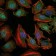 MAP3K5 Primary Antibody MP30225 [M2E4]