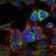 HSP90AB1 Primary Antibody MP30227 [M5G4]