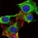 FYN Primary Antibody MP30229 [M2A10]