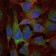 NFKB1 Primary Antibody MP30234 [M5D10D11]