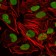 XRCC5 Primary Antibody MP30237 [M5C5]