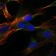 GKAP Primary Antibody MP30238 [M3G4]