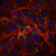 CD15 Primary Antibody MP30239 [M4E10]
