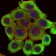 PINCH Primary Antibody MP30241 [M5G7]