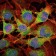 SMAD2 Primary Antibody MP30242 [M5G7]