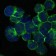 ITK Primary Antibody MP30244 [M5G6]