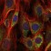 AIF Primary Antibody MP30245 [M4E7]