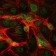 c-Jun Primary Antibody MP30246 [M5B1]