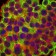 KRT19 Primary Antibody MP30249 [M4E8]