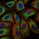 C-CBL Primary Antibody MP30250 [M3B12]