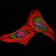 PSMB8 Primary Antibody MP30255 [M1A5]