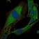 CRK Primary Antibody MP30256 [M3G11C1]
