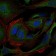 CRK Primary Antibody MP30257 [M3G11E8]