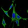 MAPK3 Primary Antibody MP30261 [M1E5]