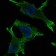 JUP Primary Antibody MP30270 [M4C12]