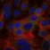 FGG Primary Antibody MP30271 [M4H9]