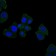 HFE Primary Antibody MP30272 [M3F1]