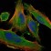 DLK1 Primary Antibody MP30280 [M3A10]