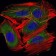 UBE2I Primary Antibody MP30281 [M1B10]